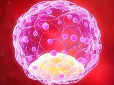 Blastocyst Transfer Treatment